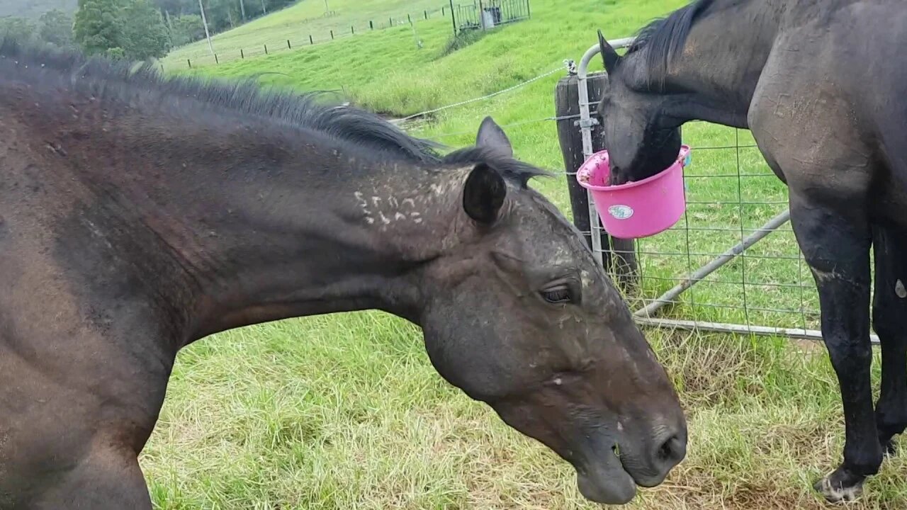 Tuppy's skin is healing. Although it's flaky. We've found an effective treatment