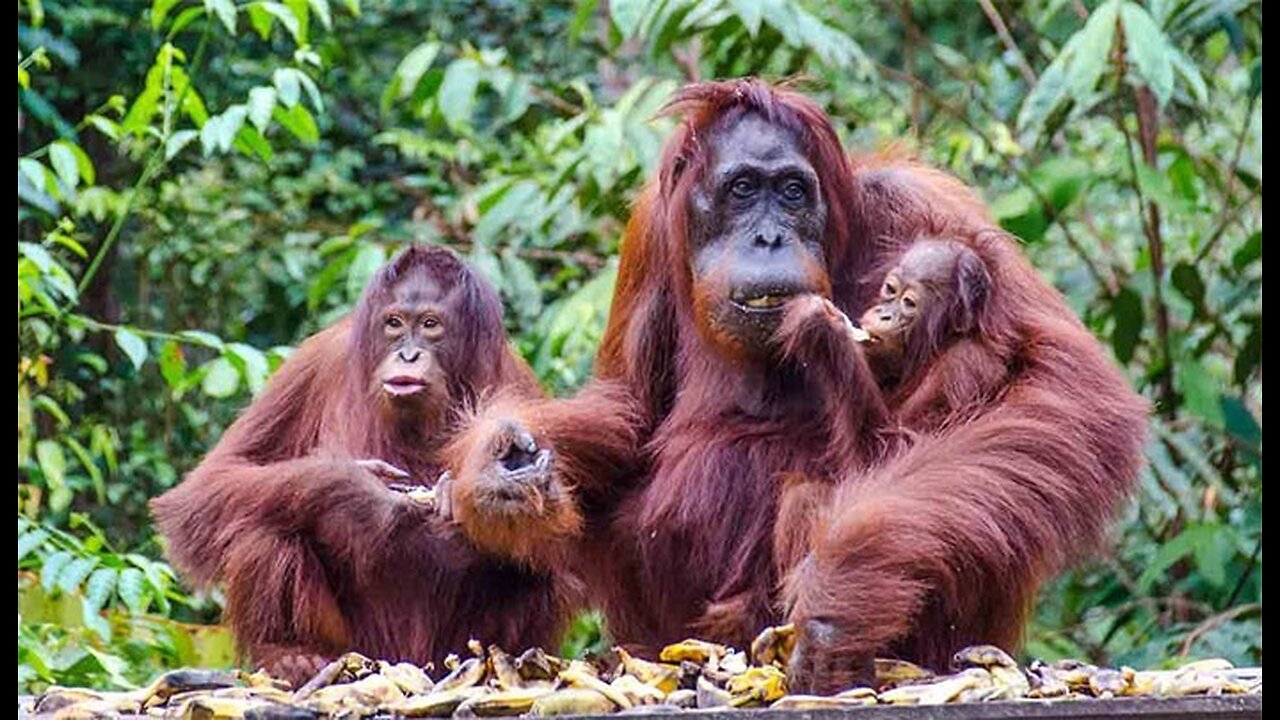 Orangutan Family.