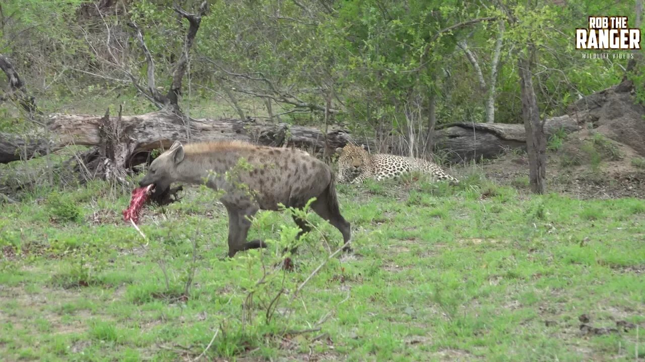 Hyena Takes A Meal, Leopard Does Nothing Except Watch | African Wildlife Interactions