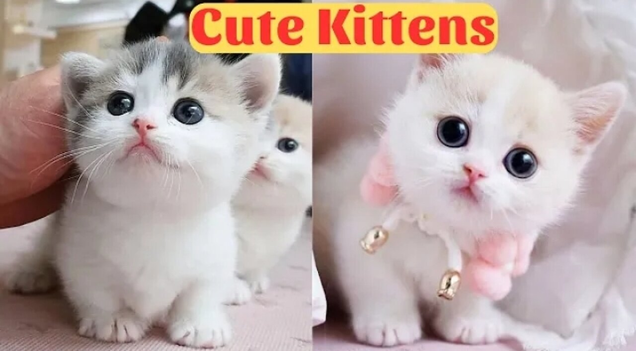Cute Baby Cats - Cute and Funny Cat Videos Compilation