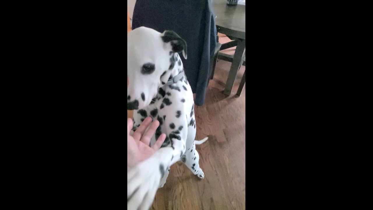 Luna Dalmatian Bear Act