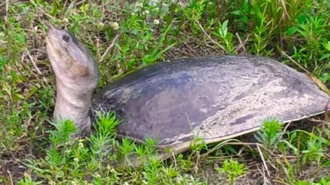 Alligator Soft Shelled Turtle digging nest