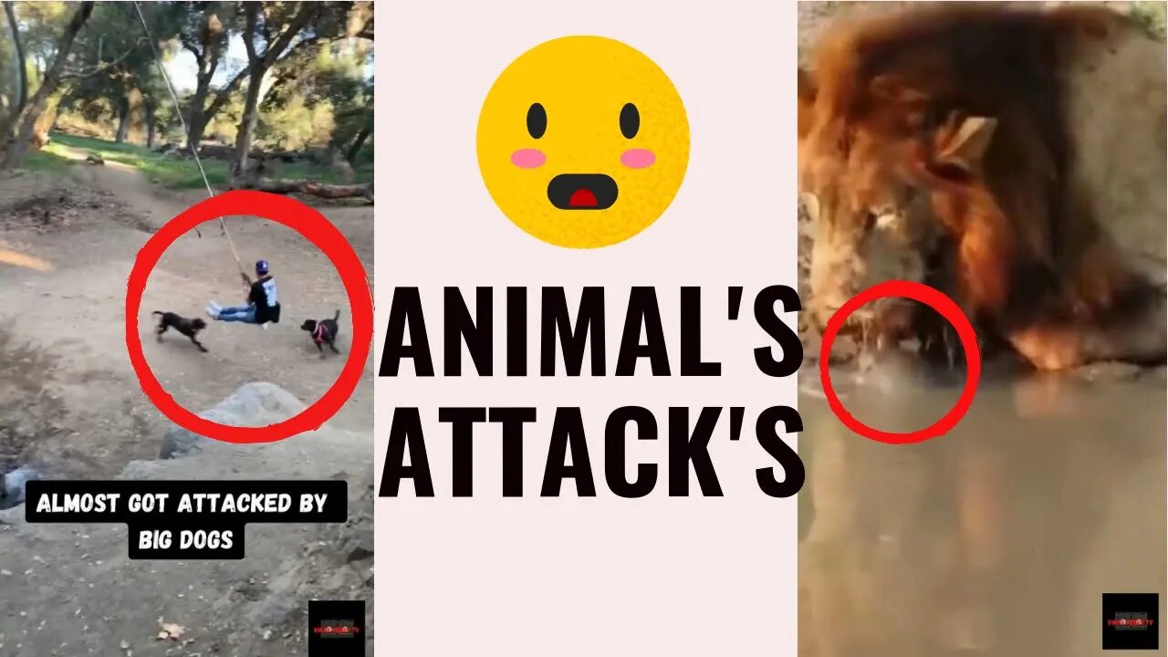 Viral Reels #95 Animal's Attack's 😱 | Animal Attack's Caught On Camera 😱