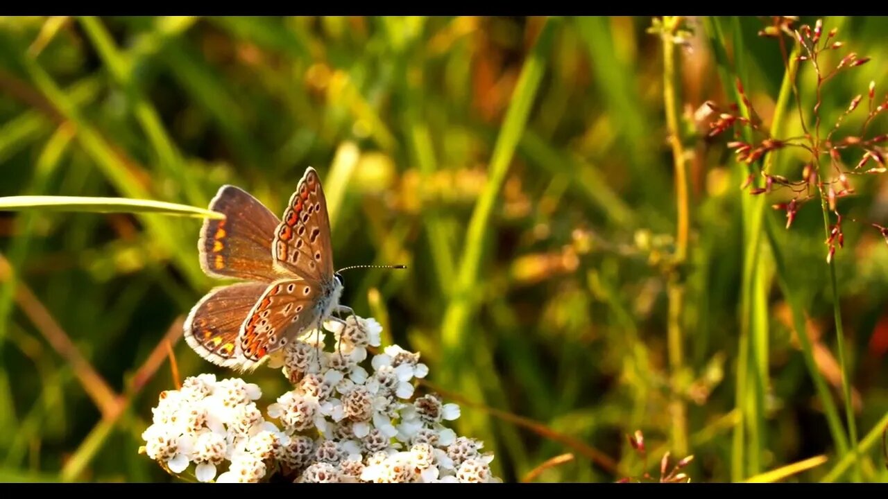 Butterfly sits on a flower