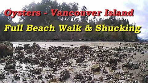 Oysters - Vancouver Island, Full Beach Walk & Shucking
