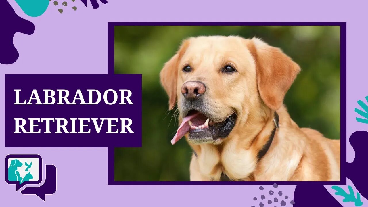 LABRADOR: TUDO SOBRE A RAÇA