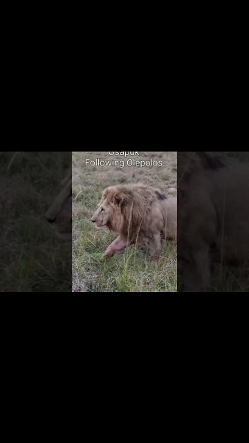 Maasai Mara Sightings Today 04/09/21 (Lions, Hyena, etc) | Zebra Plains | #shorts