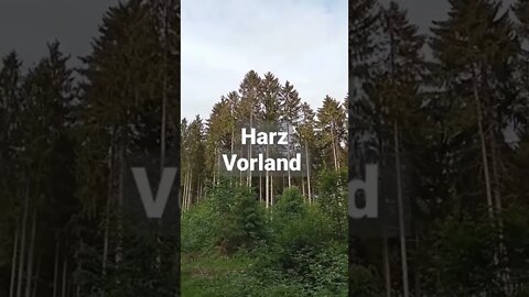 Natur pur im Vorharz #shorts #wald #harz #natur