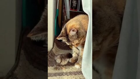 funny cat videos | cute cat videos| cute animals funny cats #shorts #shortsfunny #cutecat #funnycat