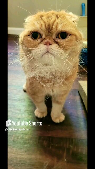 Brushing my bearded 🐱😆 #scottishfold #cat