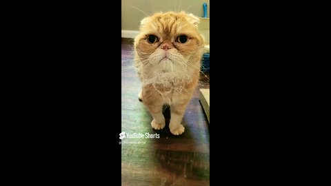 Brushing my bearded 🐱😆 #scottishfold #cat