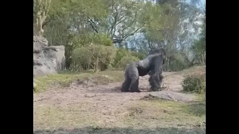 Silverback Smacked on The Bum