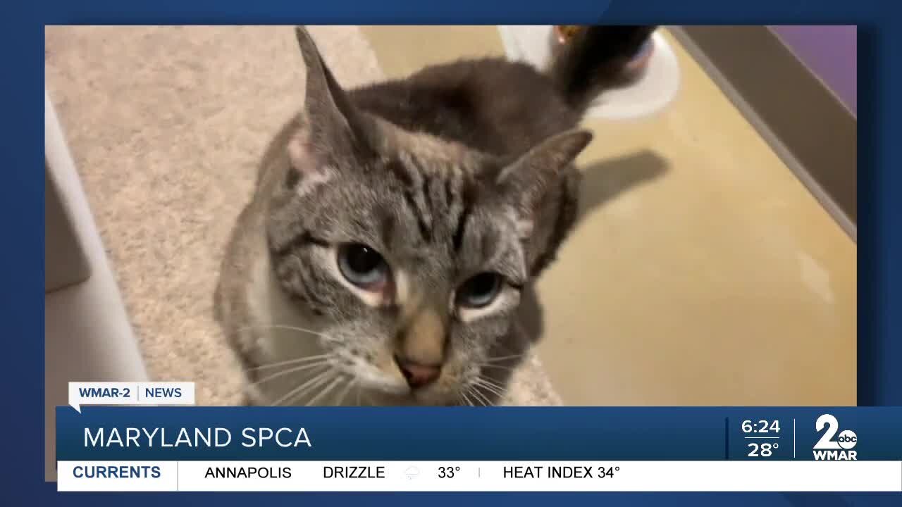 Cinja the cat is up for adoption at the Maryland SPCA