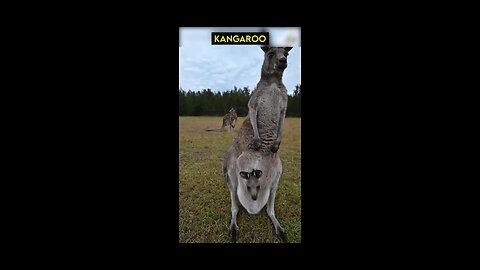 Kangaroo life🦘