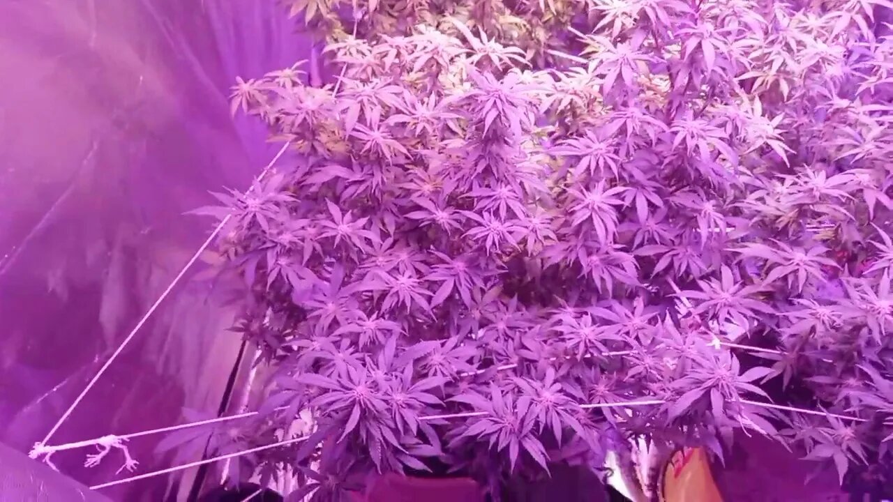 week 3 Blooming Cannabis Native Sun Genetics Scottiface OG F2 Iceberg Slim OG Platinum Pearl OG