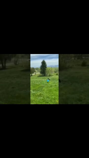 Funny videos, addictive comedies #017