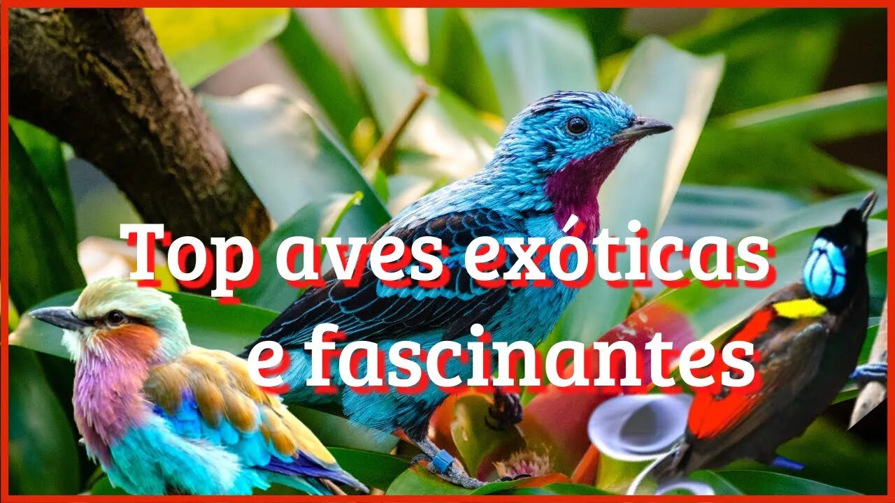 Top aves exóticas e fascinantes