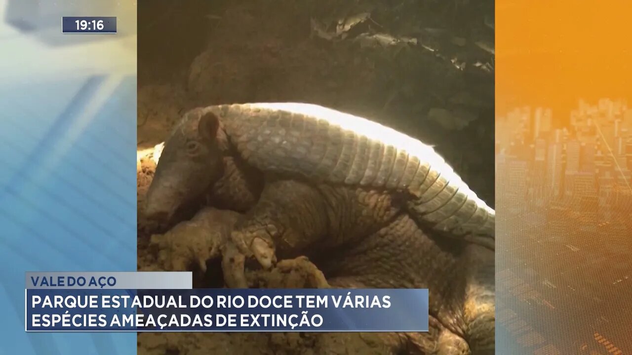 Vale do Aço: Parque estadual do Rio Doce tem várias espécies ameaçadas de extinção