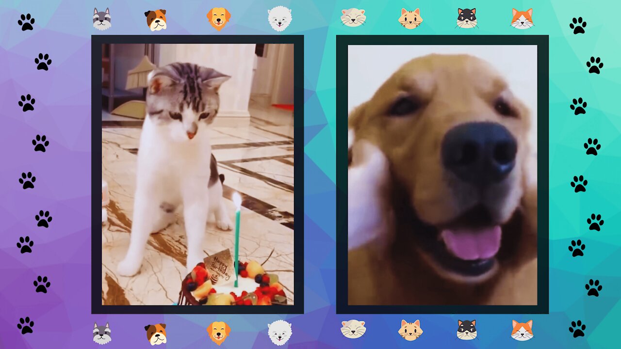 PetsLover Random Videos of Dogs and Cats #1