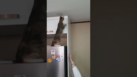 Cat holds it!! (funny Cats vedio) #shorts #cat #funnycats