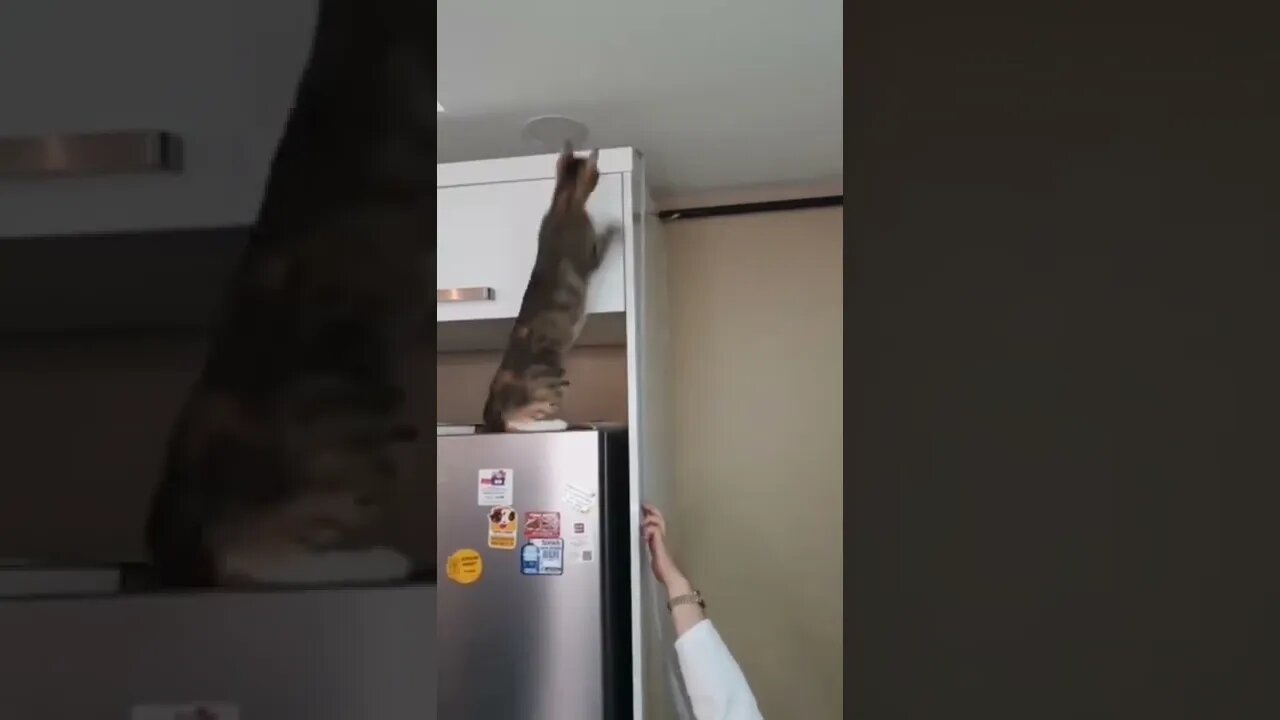 Cat holds it!! (funny Cats vedio) #shorts #cat #funnycats
