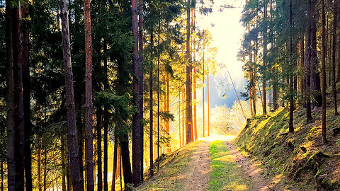 Sunrise At The Dam - ASMR Virtual Forest Walk Nature Sounds No Music