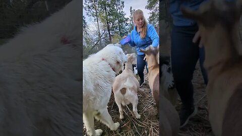 Goats are impatient 😂 #goats #farmanimals #farmlife #homesteading #homesteadlife #simplelife