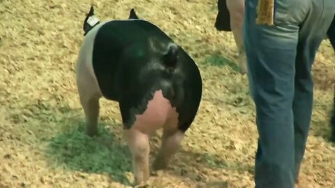 Future farmers of American in the ring showing swine they have worked all year to raise in hopes of