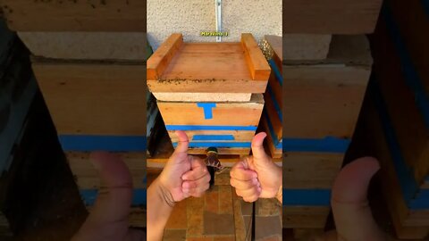 Estas abelhas precisavam de maior espaço interno #Shorts