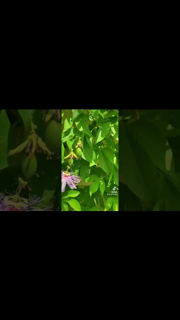 COLD HARDY PASSION FRUIT!!