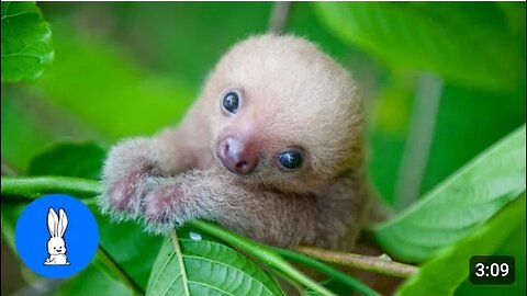 Baby Sloths Being Sloths - FUNNIEST Compilation