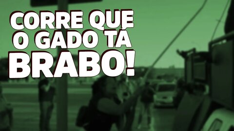 Gado bolsonarista chifra militantes do MBL