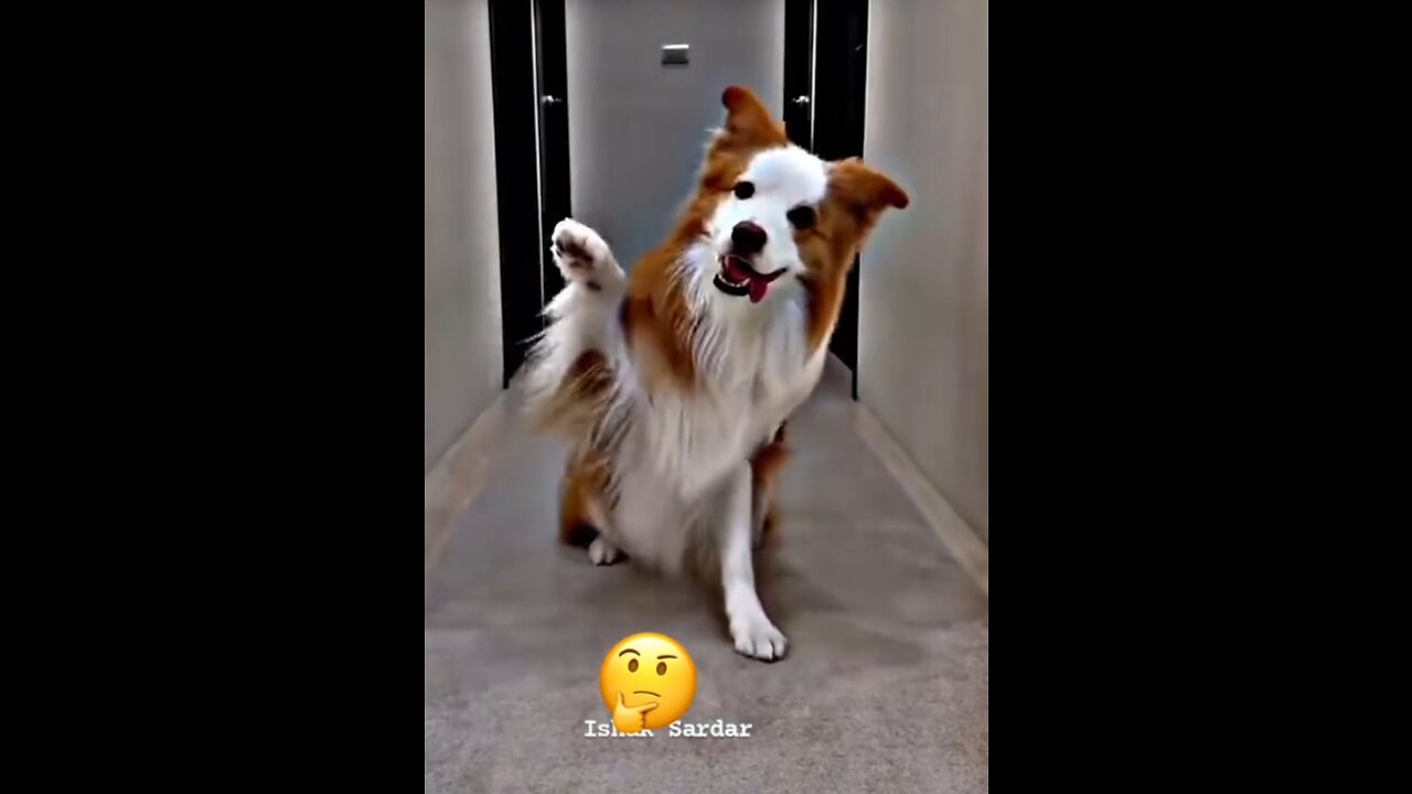 Funny videos of funny people and animals😝🤭🤣