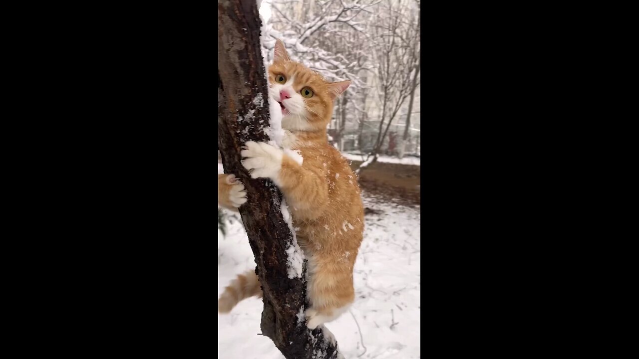 cat a snow lover