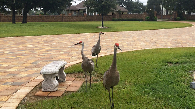 Strolling Sandhill Cranes come for a closeup and purr