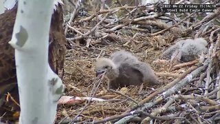 USS Eagles - Growth & Feeding