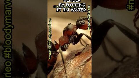 #maurieo #shorts ANTICS