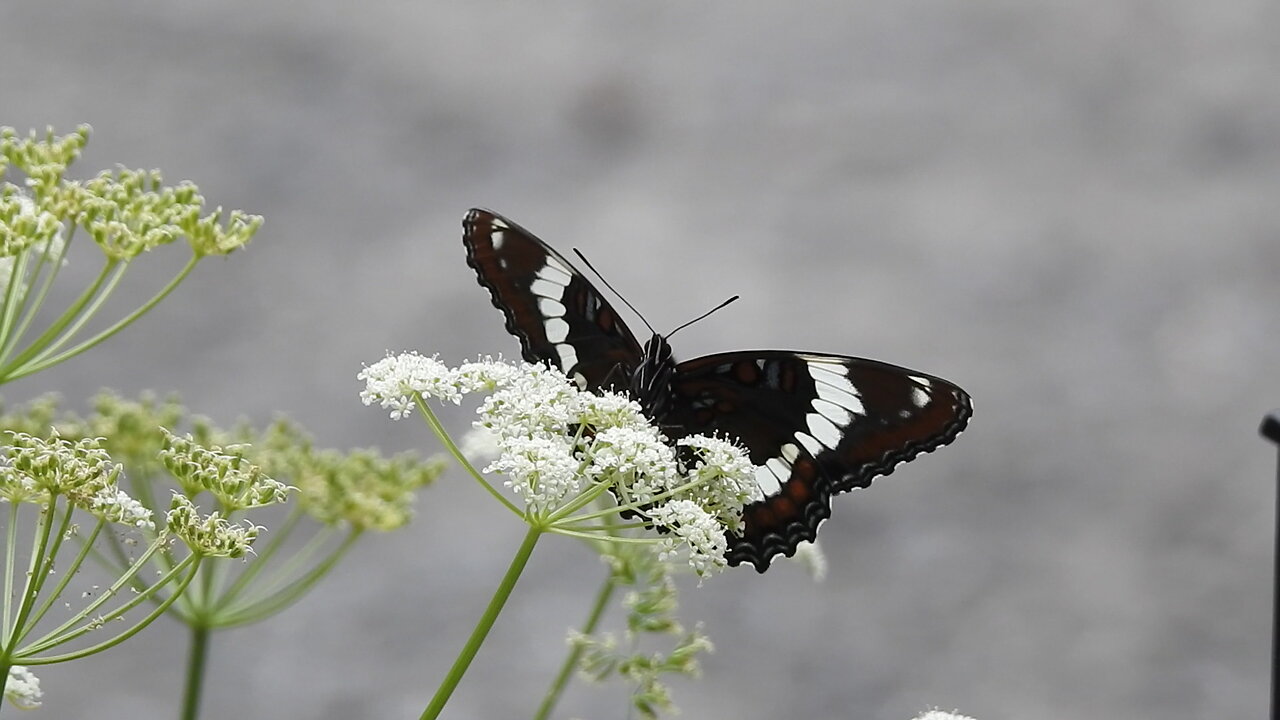 Bugs: Invertebrates of Southeastern Ontario, Canada