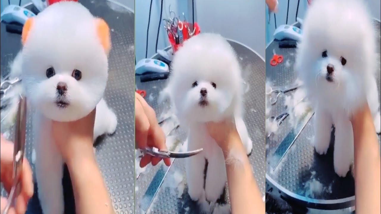 OMG Cute Funny Cats Videos Compilationš¹ Try Not To Laugh