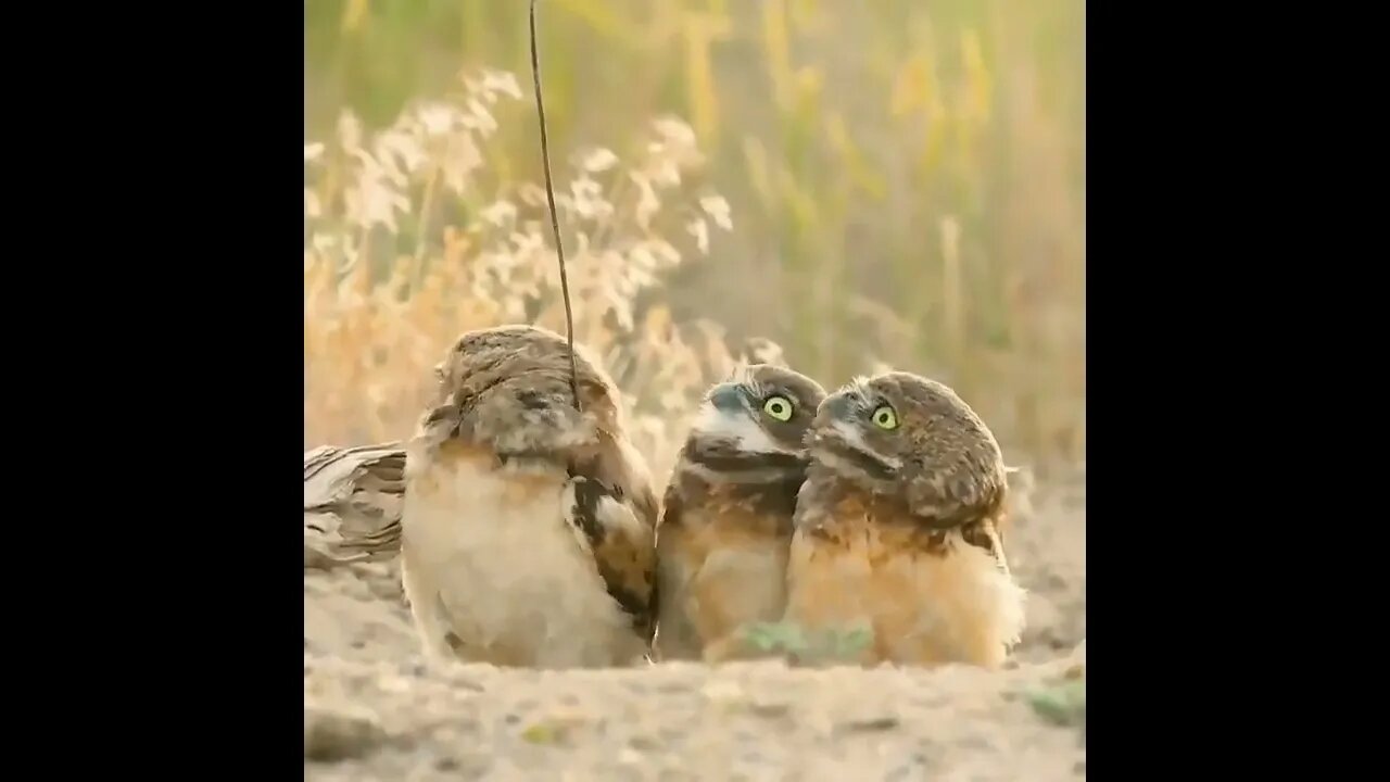 They were shocked! 💕🤣🤣