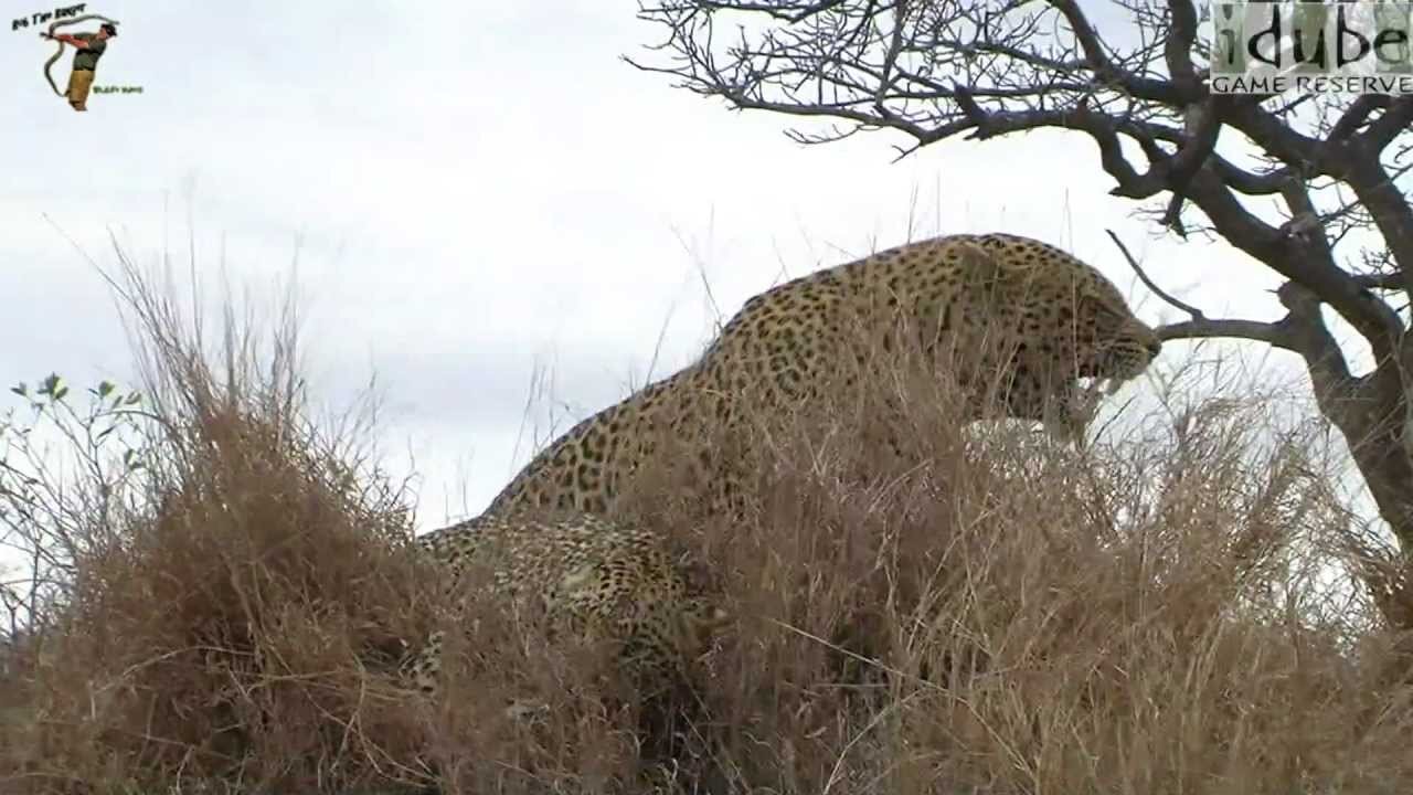 WILDlife: Pairing Pair Of Leopards HD