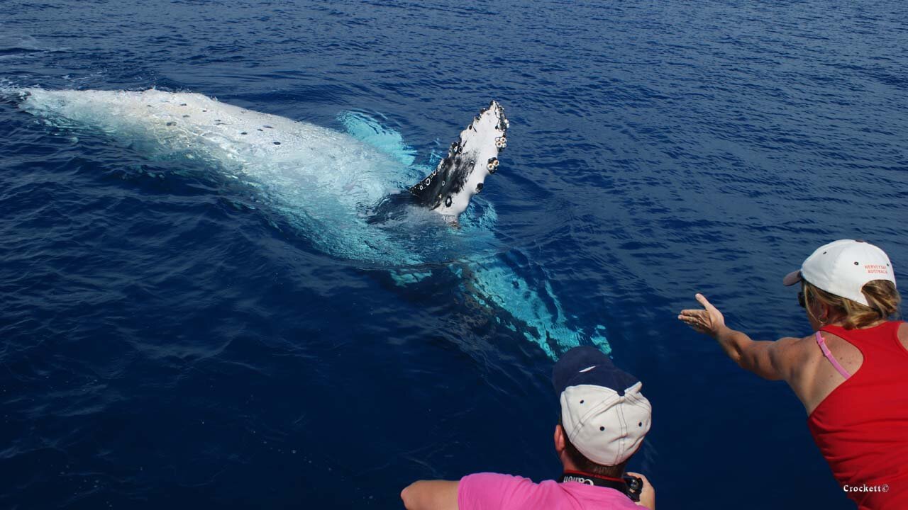 Whale Watching Action