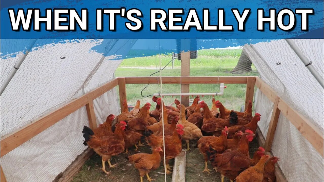 How Do We Keep Our Meat Birds Cool When It's Really Hot Outside | Ragnar Eats Lamb Lung