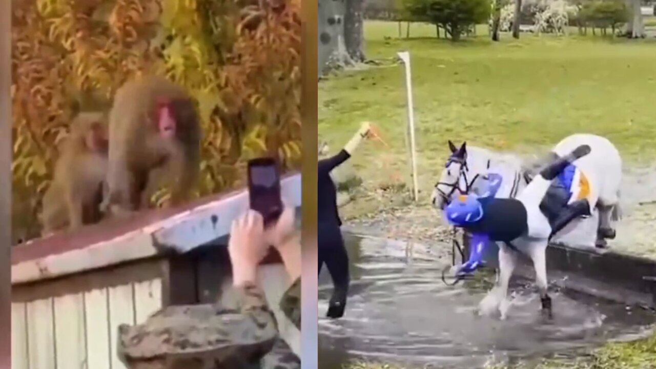 Kid trying to ride on Horse and Monkey Angry on men