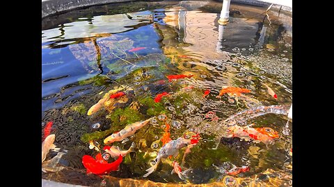 300 Gallon Backyard Patio Pond – Koi/goldfish