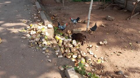 Chickens will eat coconut husk