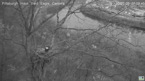 Hays Eagles Dad flaps at Squirrel 2020 11 25 827am