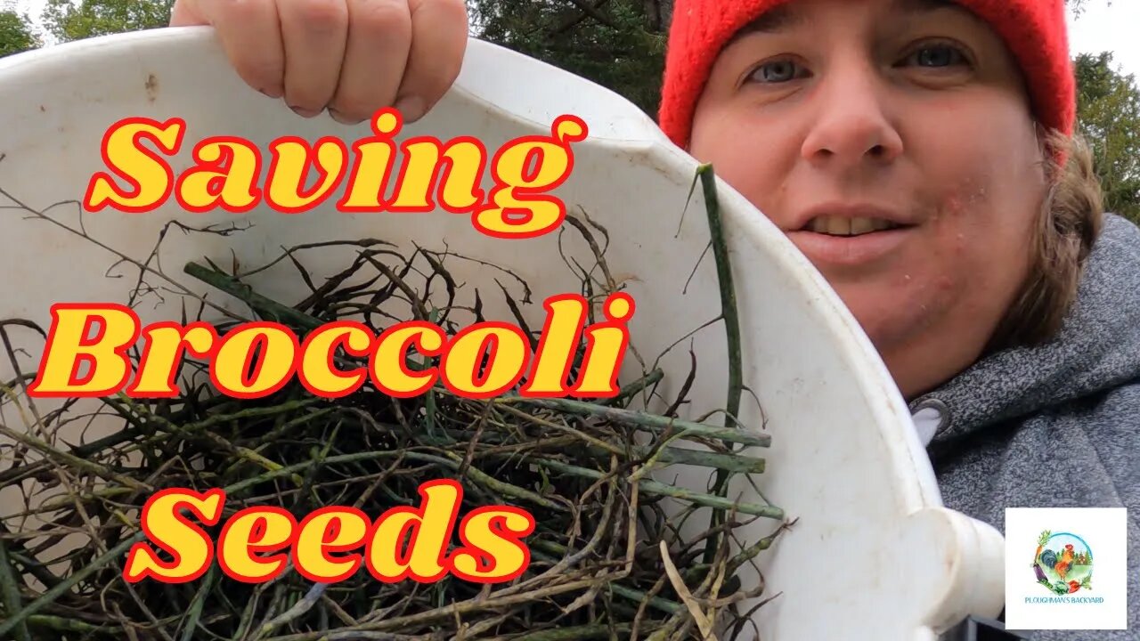 Saving Your Own Broccoli Seeds