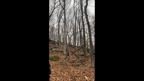 Redneck knocks down giant tree