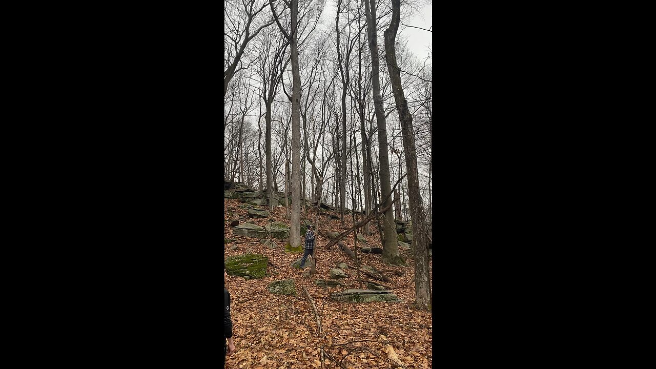 Redneck knocks down giant tree